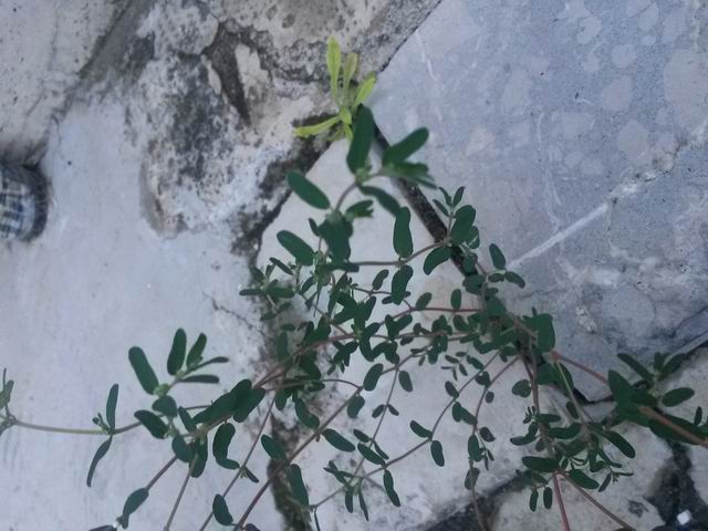Chamaesyce maculata